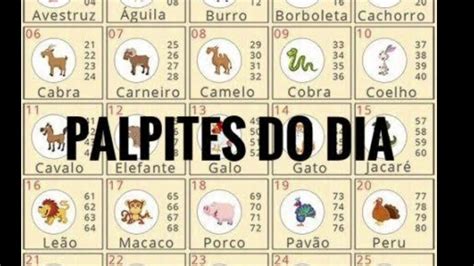 palpite de jogo do bicho para hoje - palpites jogos bicho de hoje